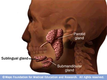 Oral Glands