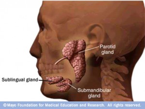 The Salivary Glands Parotid Submandibular Gland Ent Clinic