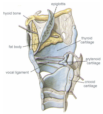 Laryngeal Nodules