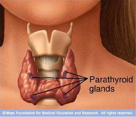 parathyroid-gland-surgery-Sydney