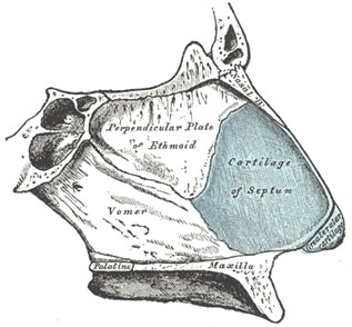 nasal-septum-anatomy