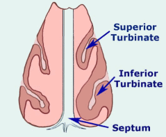 after-septoplasty-septum-and-turbinate-surgery-Sydney