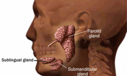 salivary-gland-surgery