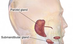 salivary-gland-problems-submandibular-gland