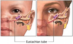 eustachian-tube