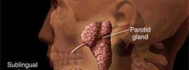 parotid-gland