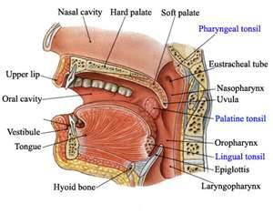 Parts-of-the-throat