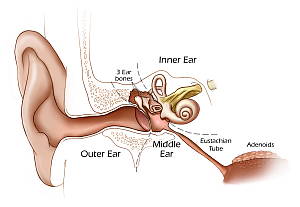 childhood-ear-infections-diagram