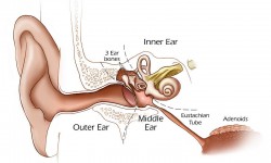 perforated-ear-drum