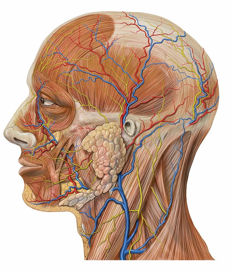 major vein in neck