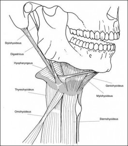 Bony Anatomy Of The Neck - Ent Clinic Sydney