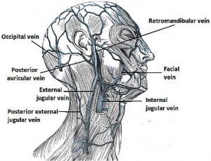 Vascular Anatomy of the Neck - ENT Clinic Sydney