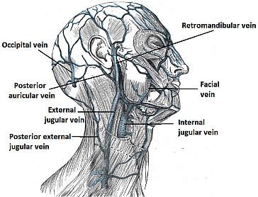 venous-neck-anatomy